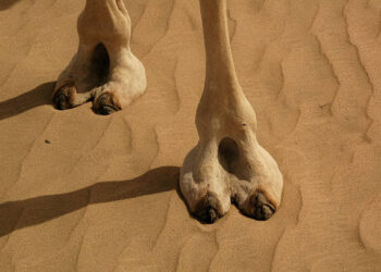 toes of camel​