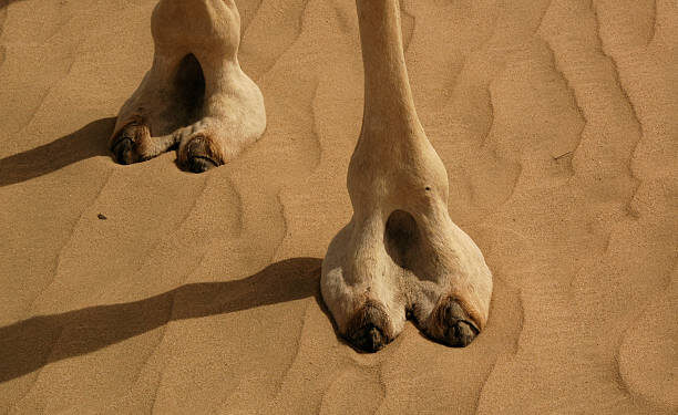 toes of camel