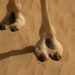 toes of camel